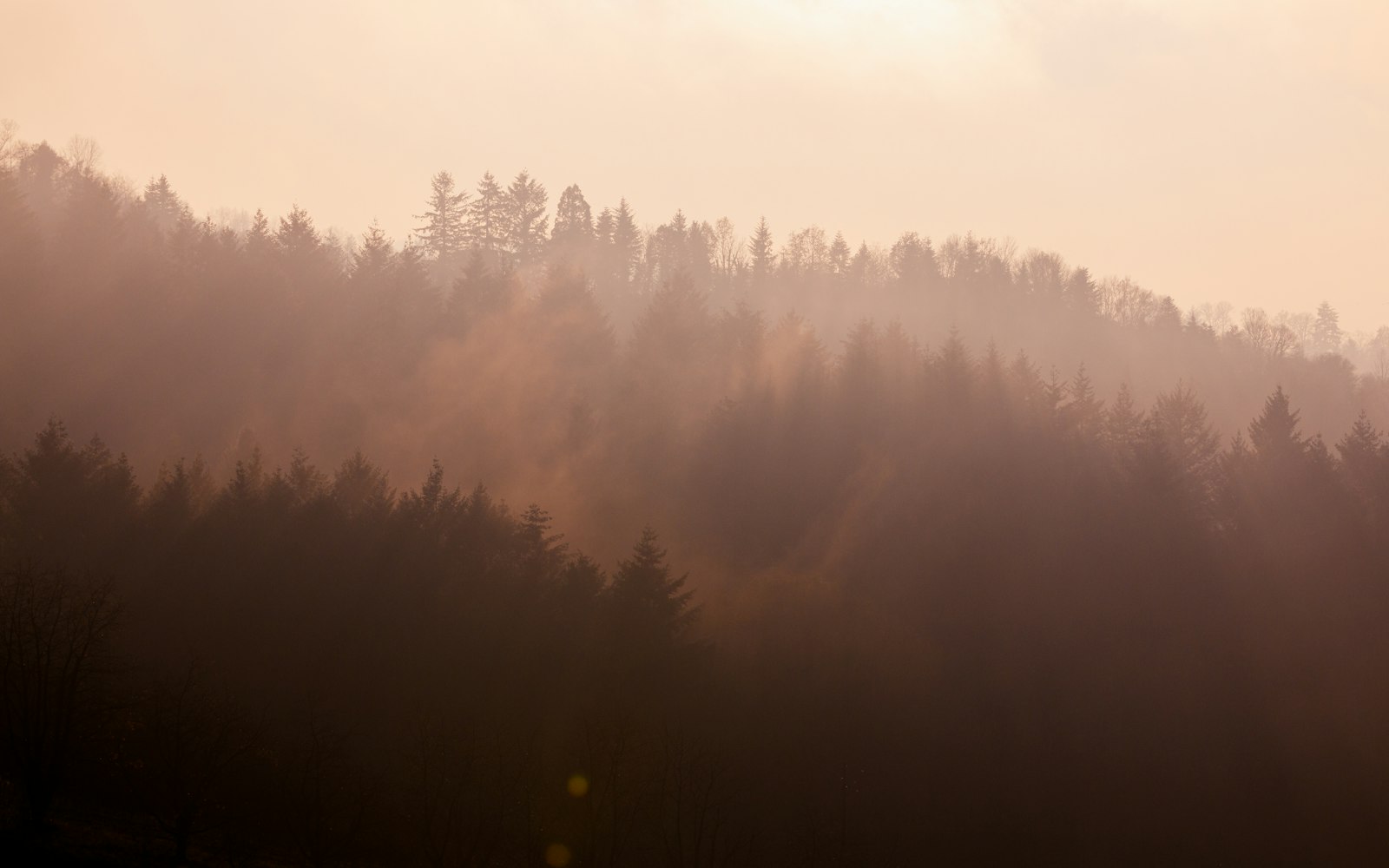 Nebelverhangener Wald im warmen Morgenlicht