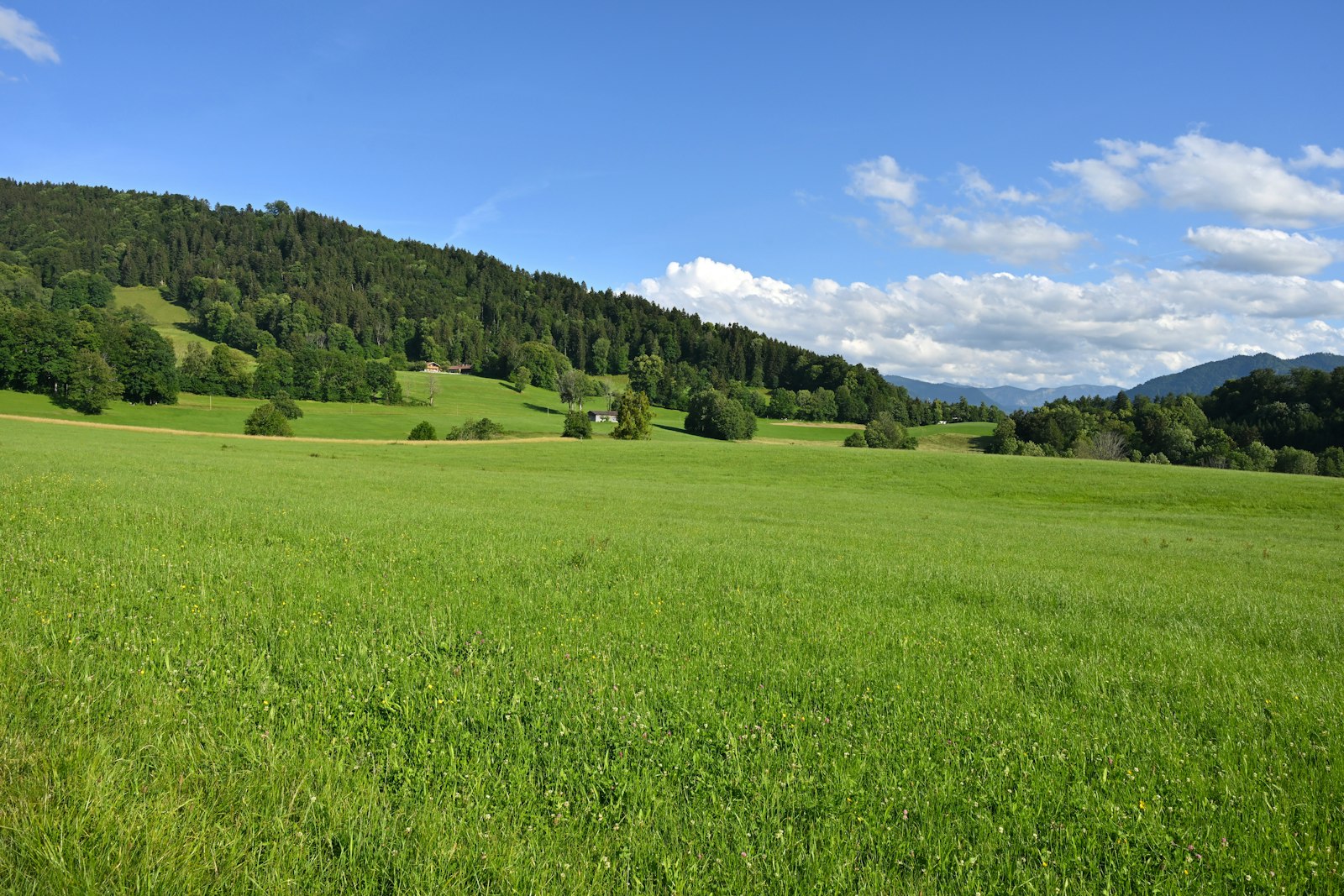 Weite Wiese mit bewaldeten Hügeln und Bergen im Hintergrund